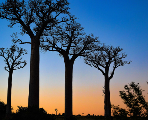 Baobab Bäume Madagaskar