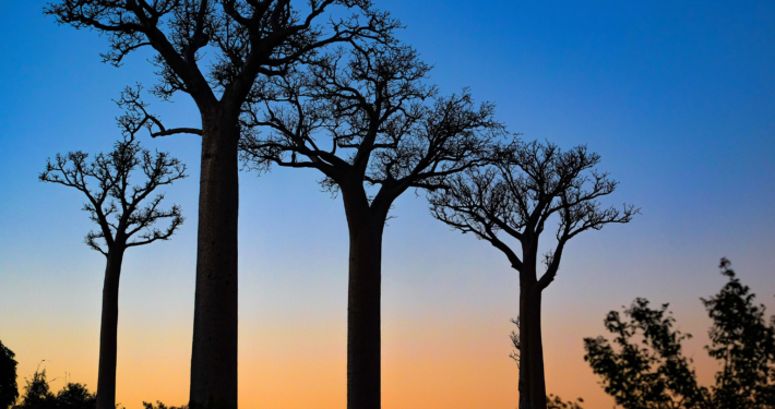 Baobab Bäume Madagaskar