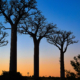 Baobab Bäume Madagaskar