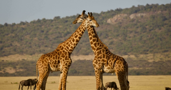 Giraffen Hochzeitsreise Tansania