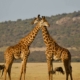 Giraffen Hochzeitsreise Tansania