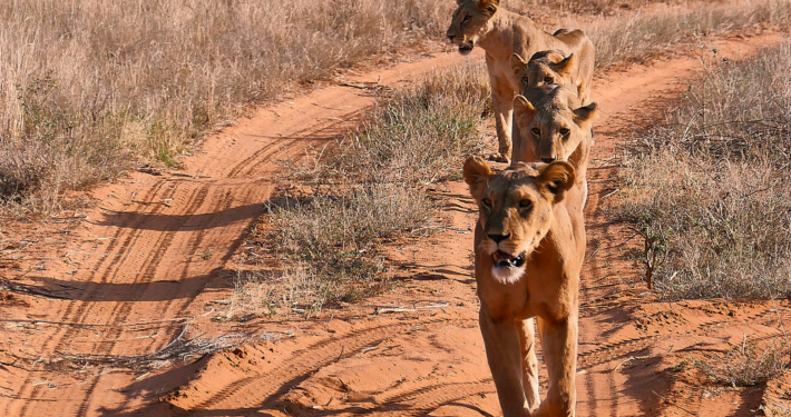 Löwen in einer Reihe in Samburu