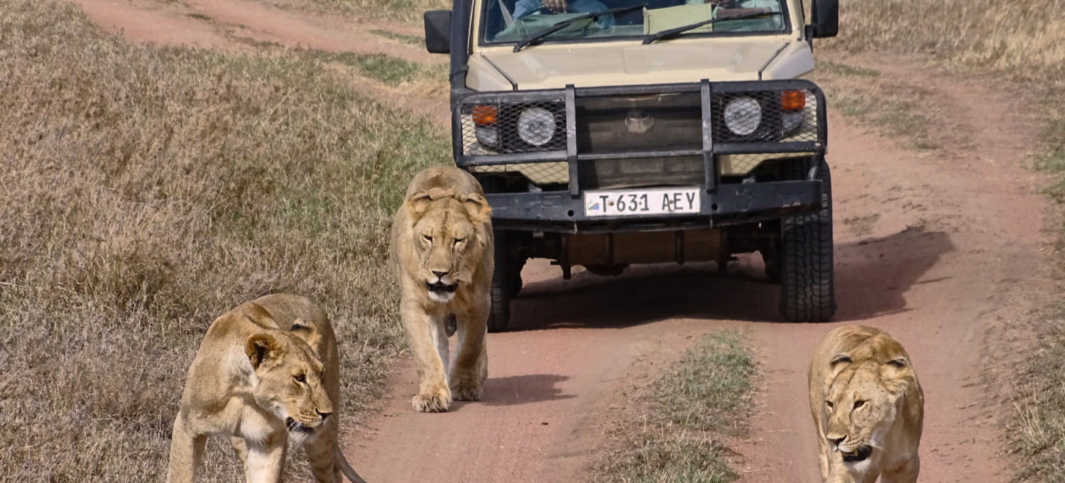 Löwen vor Jeep im Ngorongoro Krater