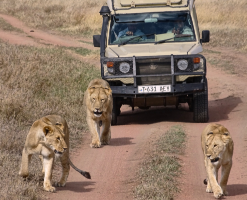 Löwen vor Jeep im Ngorongoro Krater