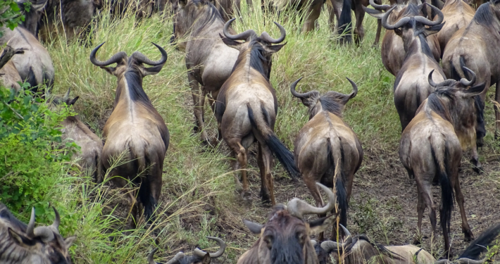 Gnus in der nördlichen Serengeti