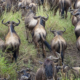 Gnus in der nördlichen Serengeti