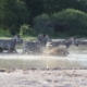 Nxai Pan Zebras