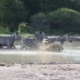 Zebras im Nxai Pan Nationalpark