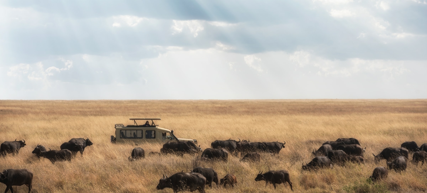 Jeep auf einer Safari