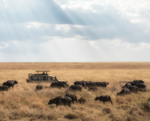 Jeep auf einer Safari