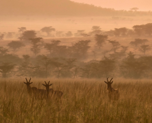 Topi in Kenia