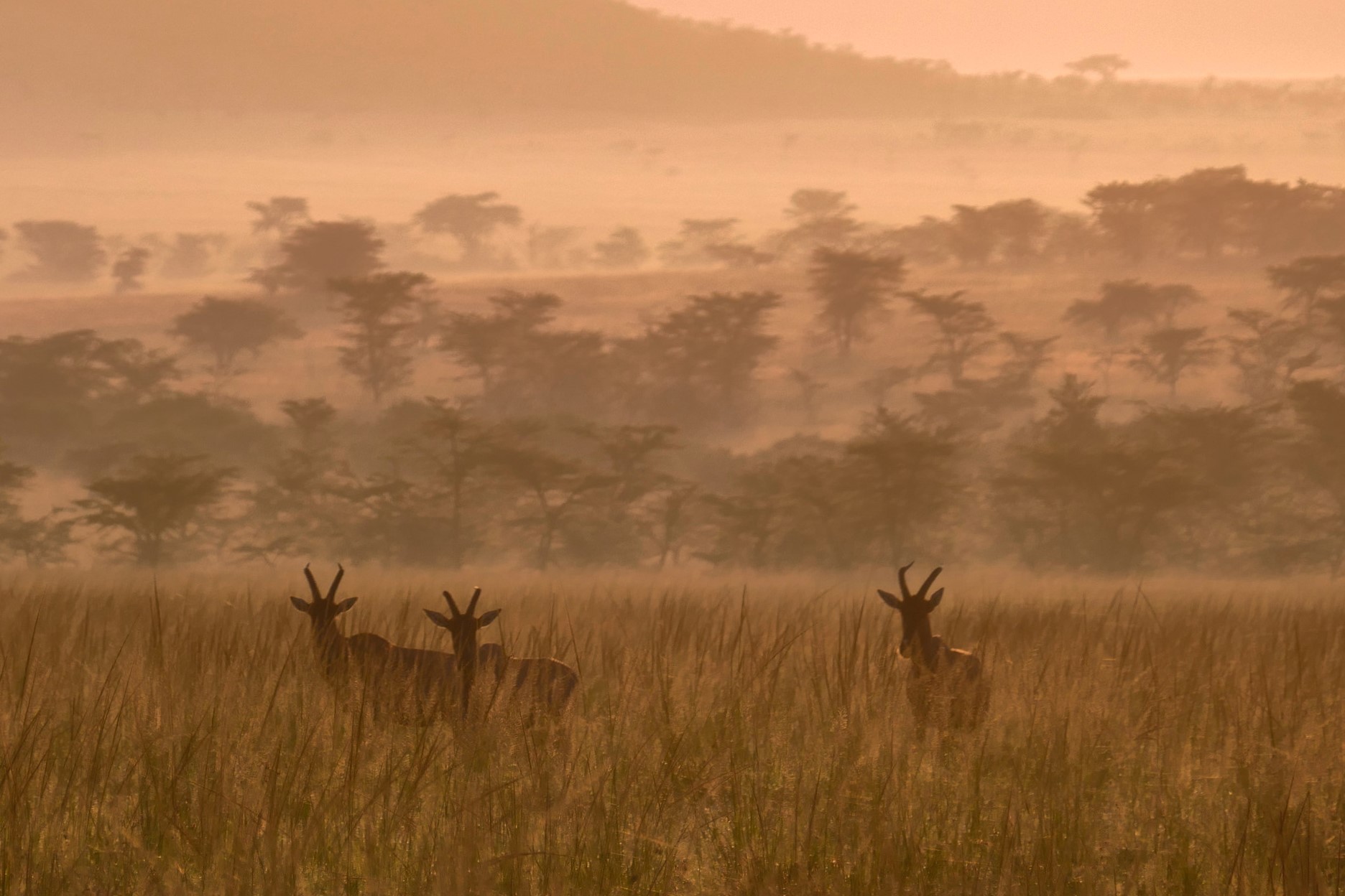 Topi in Kenia