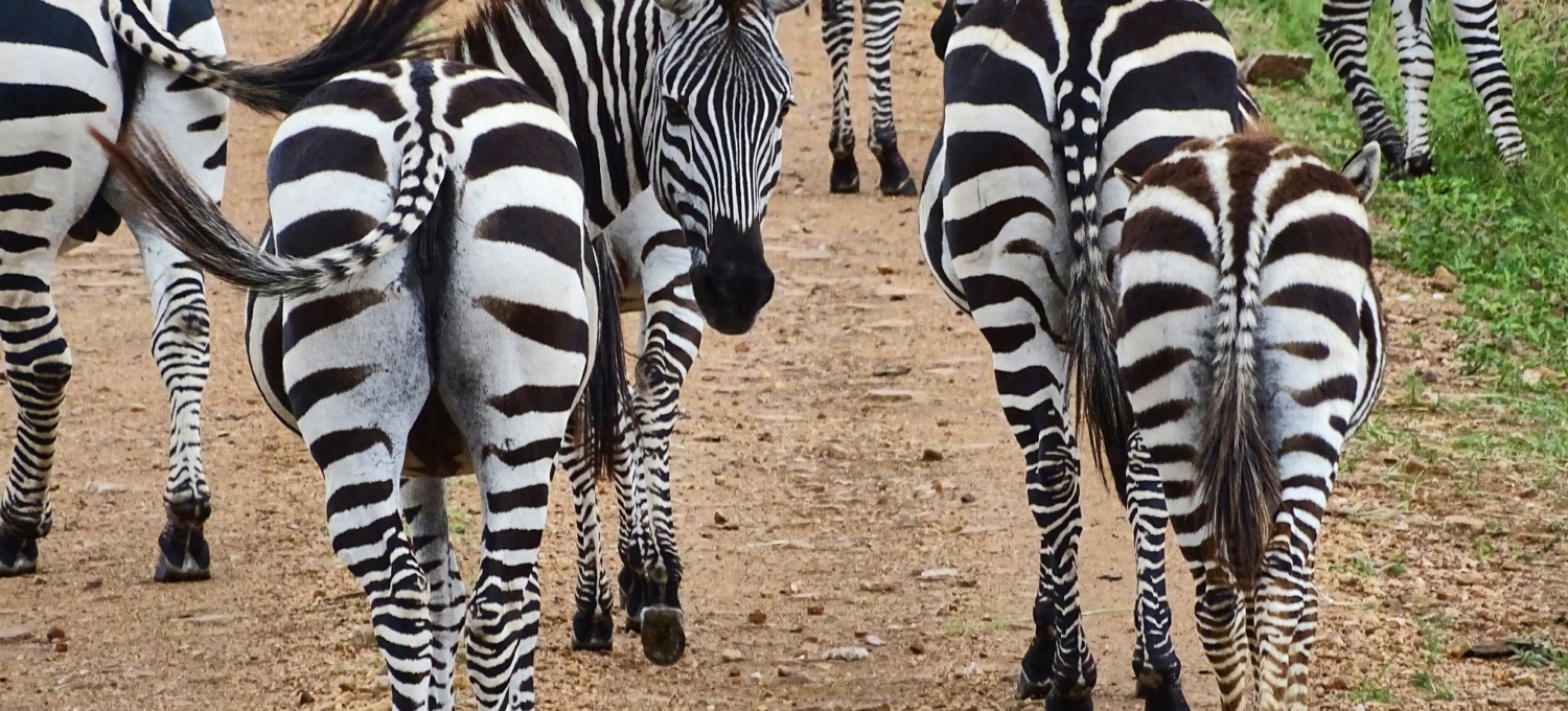 Zebra Serengeti