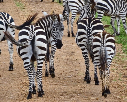 Zebra Serengeti