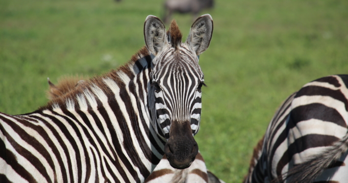 Zebra in der Serengeti in Tansania