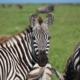 Zebra in der Serengeti in Tansania