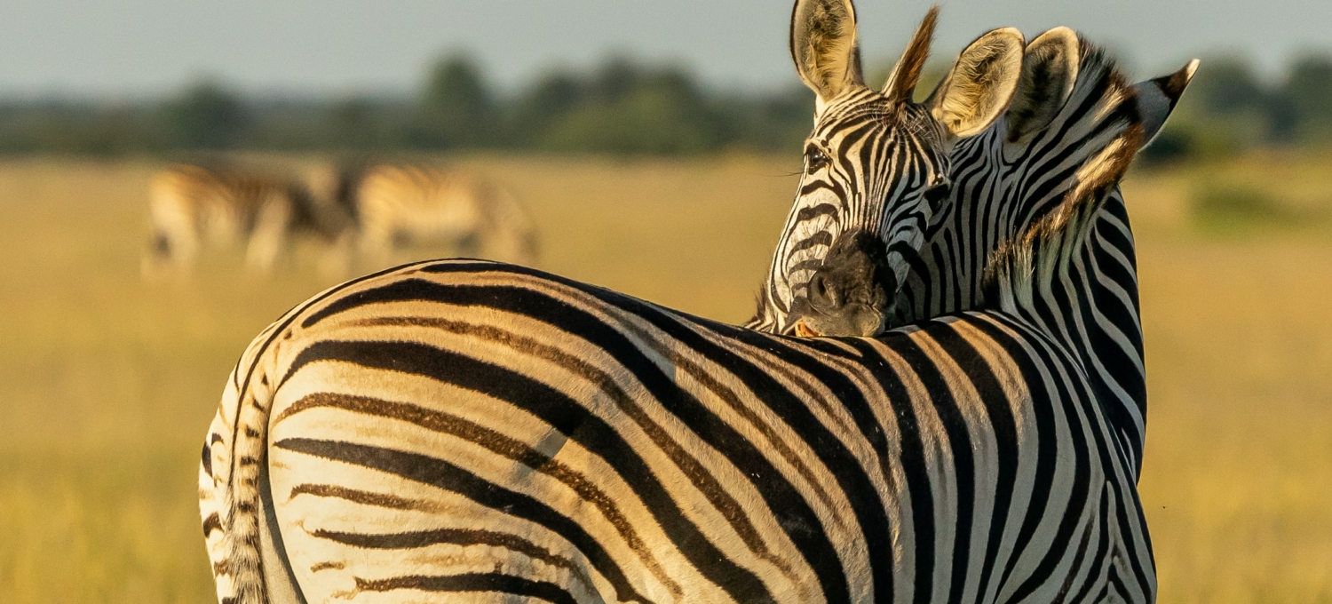 Zebras in Botswana