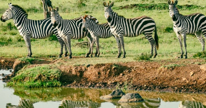 Zebras in Ol Kinyei Massai Mara