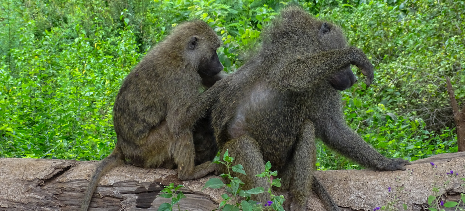 Baboons Arusha Nationalpark