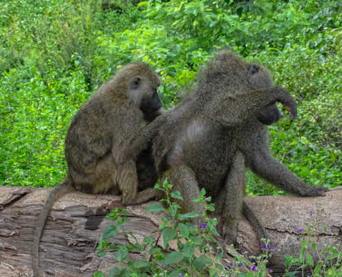 Baboons Arusha Nationalpark