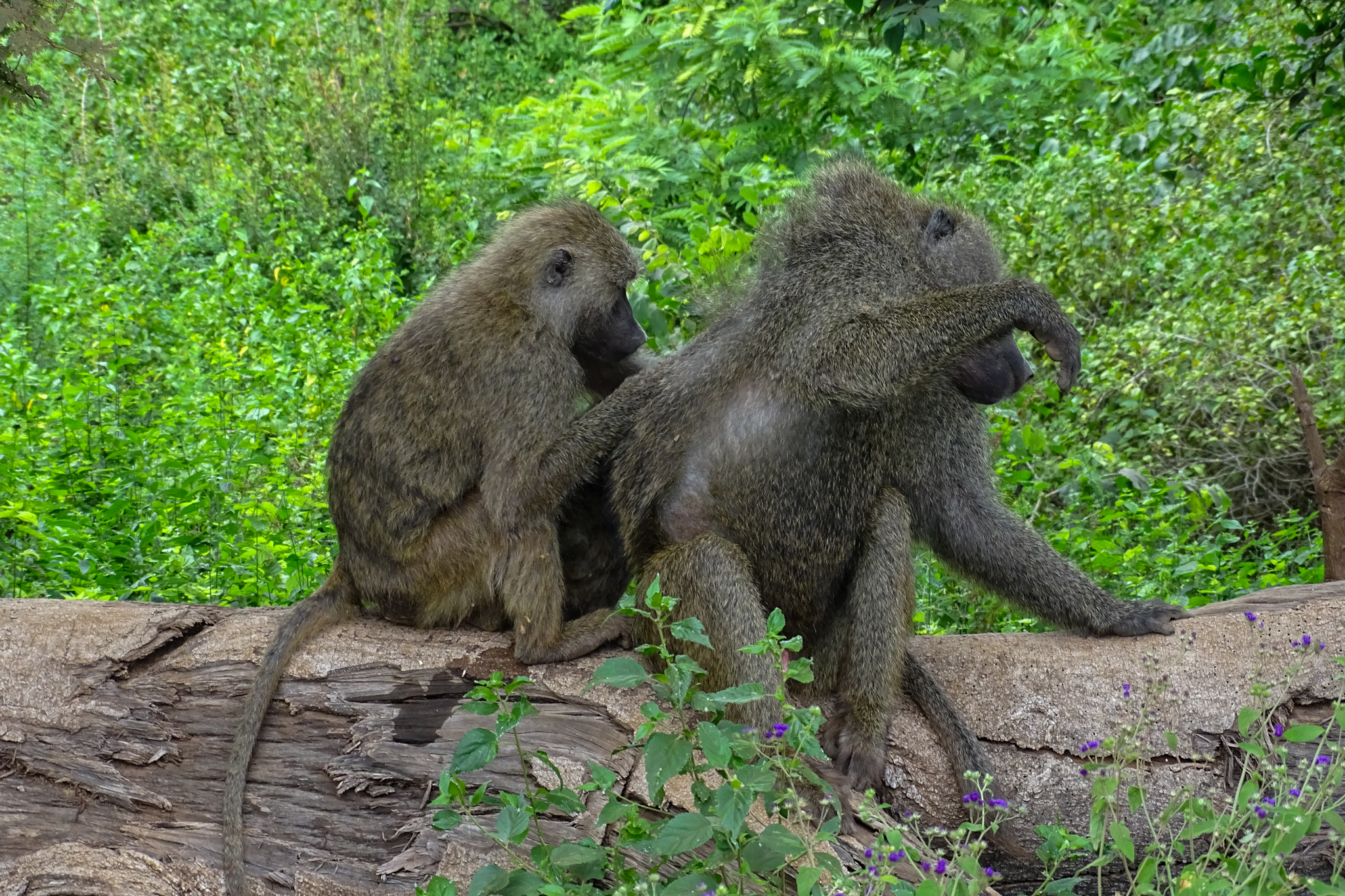 Baboons Arusha Nationalpark