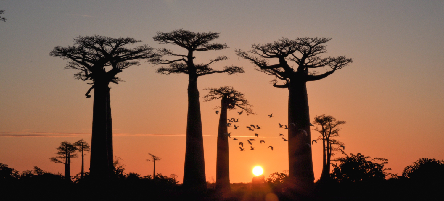 Baobabs im Sonnenuntergang Madagaskar