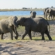 Elefanten am Caprivi