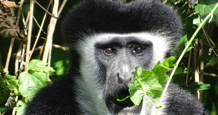 Colobus-Affe im Arusha Nationalpark