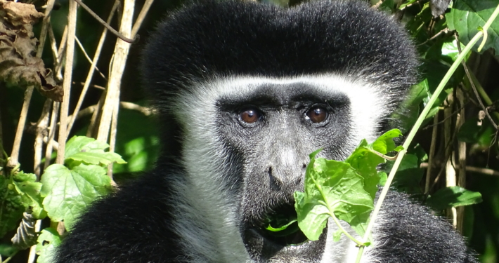 Colobus-Affe im Arusha Nationalpark