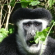 Colobus-Affe im Arusha Nationalpark