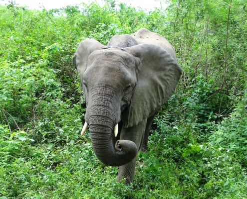 Elefant Lake Manyara Nationalpark