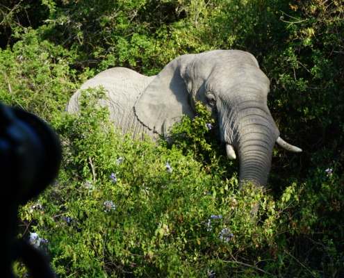 Elefant Sibuya Game Reserve