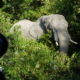 Elefant Sibuya Game Reserve