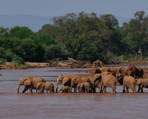 Elefanten Gruppe in Kenia