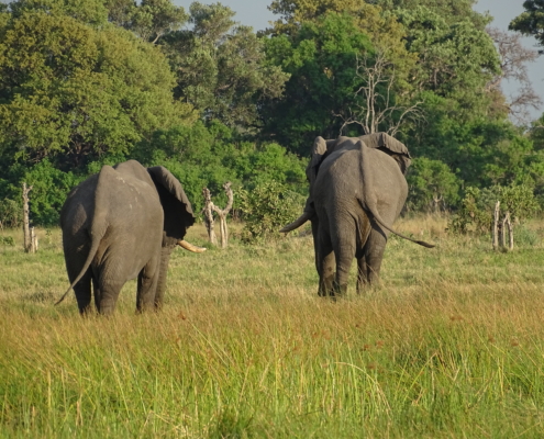 Elefanten im Moremi Game Reserve Botswana