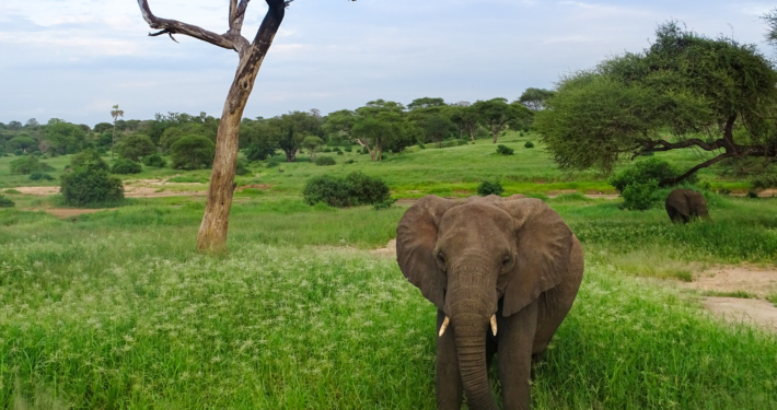 Elefanten im Tarangire Nationalpark