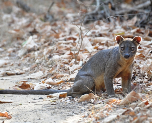 Fossa Wildkatze