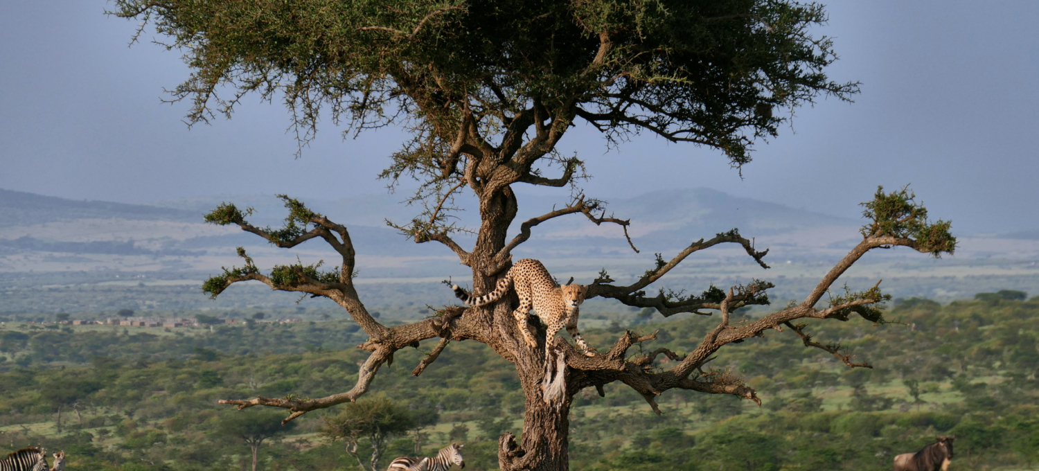 Gepard Baum Ol Kiyei Kenia