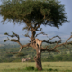 Gepard Baum Ol Kiyei Kenia