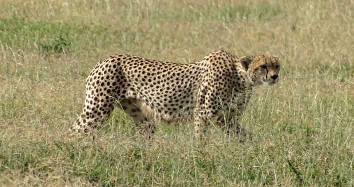 Gepard in der Serengeti