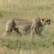 Gepard in der Serengeti