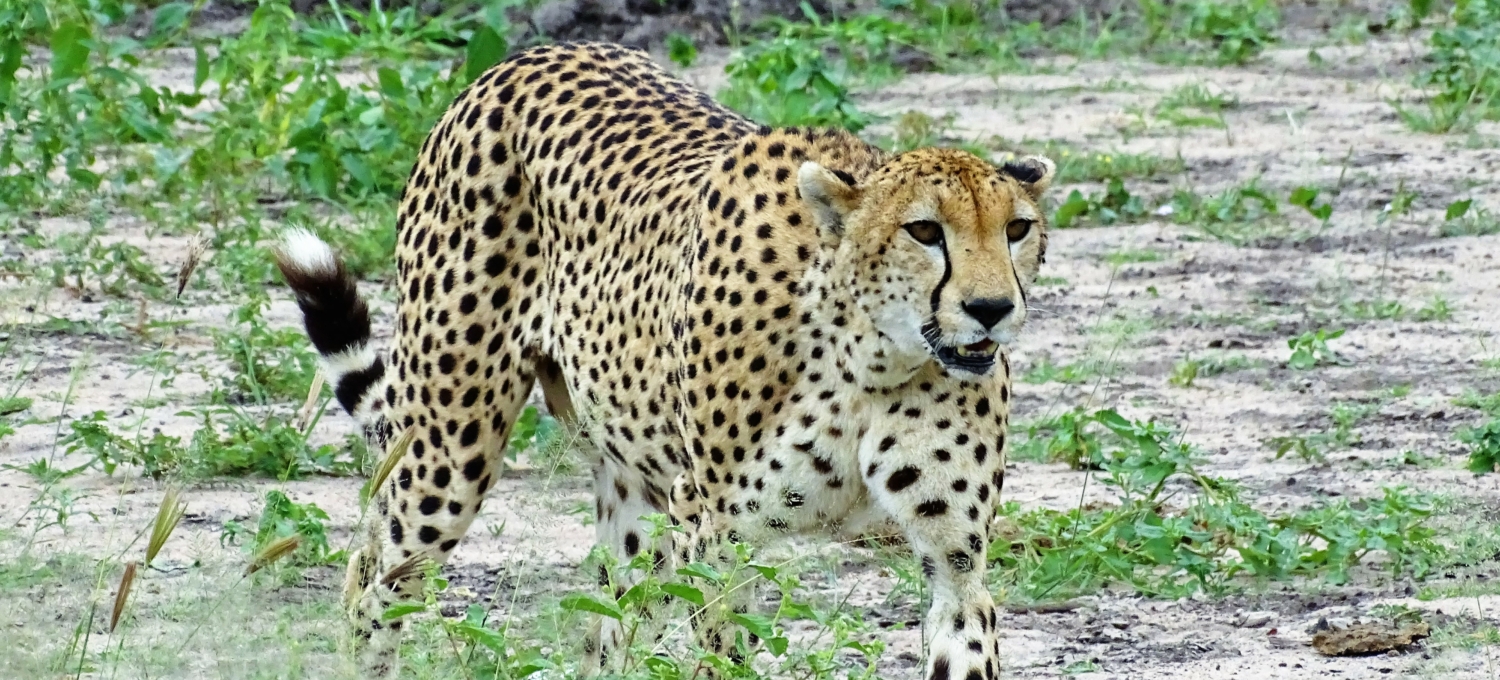 Gepard im Tarangire Nationalpark