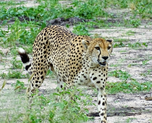 Gepard im Tarangire Nationalpark