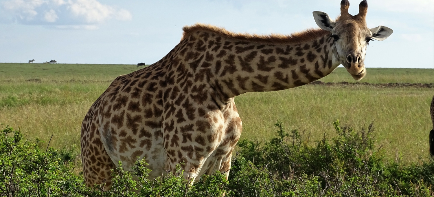 Giraffe in der Masai Mara