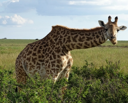 Giraffe in der Masai Mara