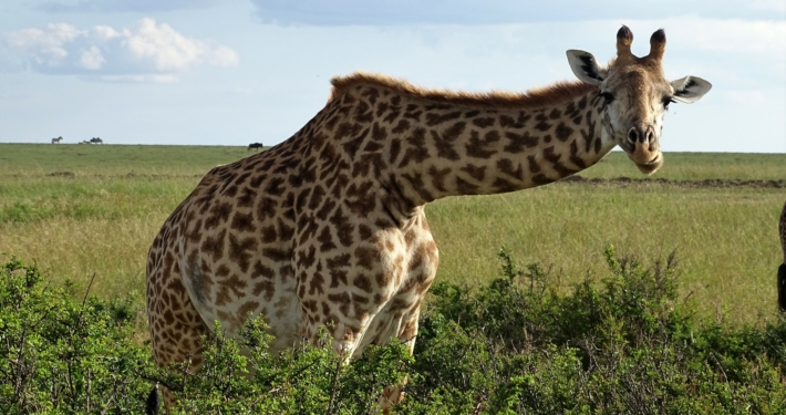 Giraffe in der Masai Mara