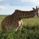 Giraffe in der Masai Mara