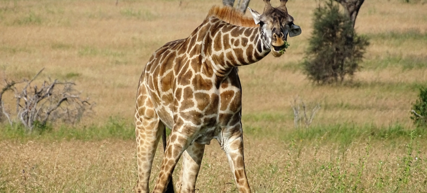 Giraffe in der Serengeti