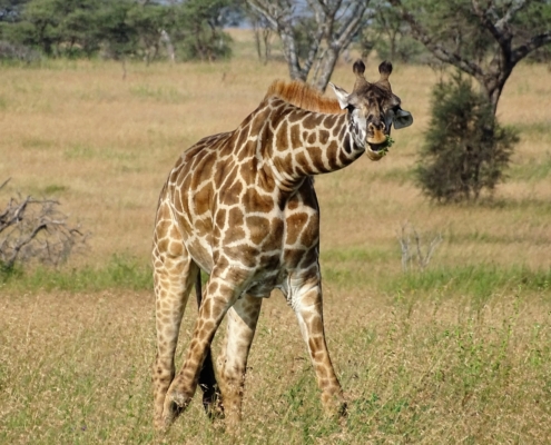 Giraffe in der Serengeti