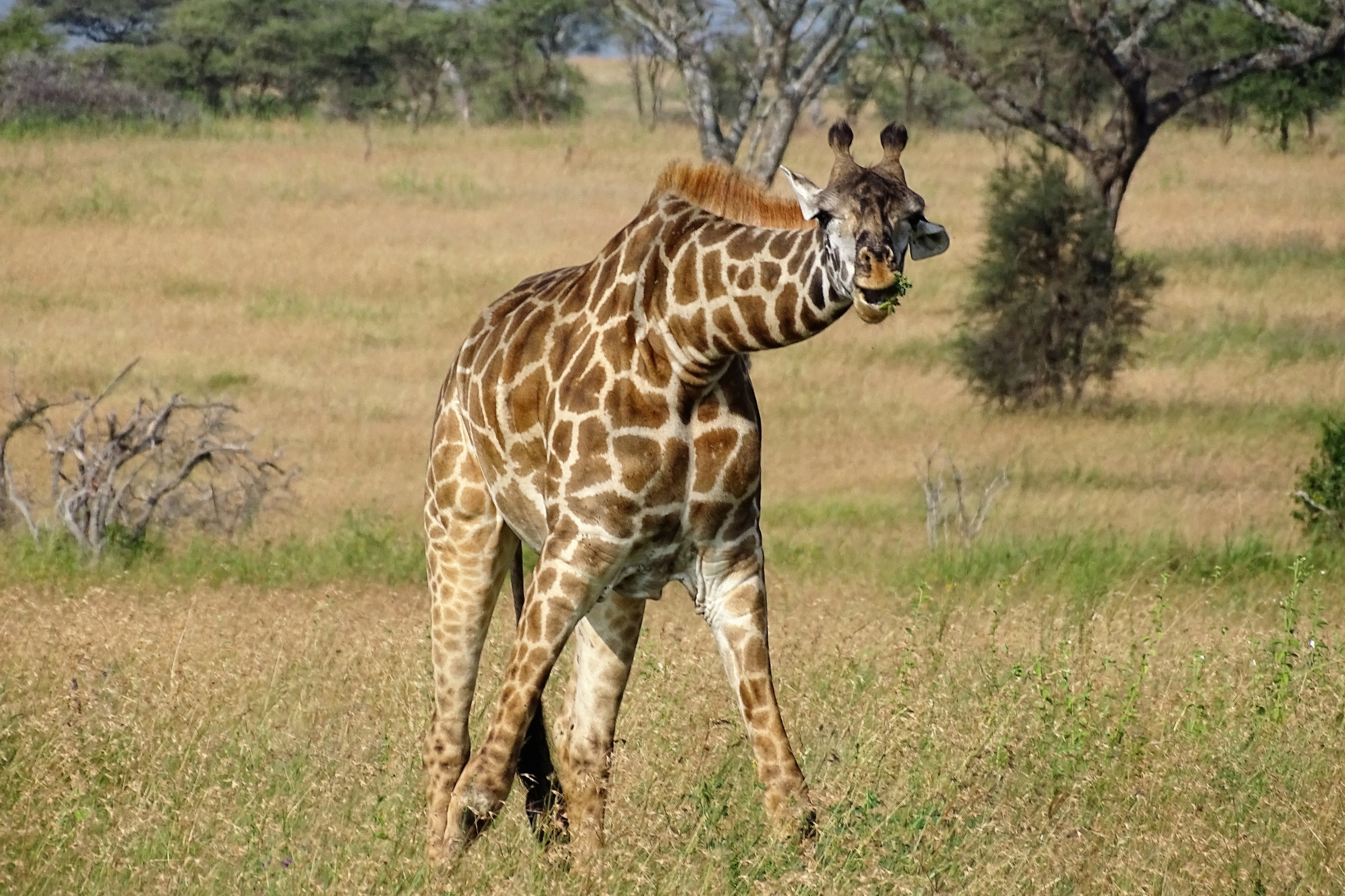 Giraffe in der Serengeti